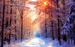 beautiful-bright-forest-light-nature-photography-Favim.com-78402.jpg