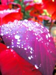 dewdrops on a plant.jpg