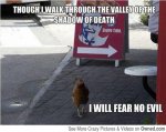 why_did_the_chicken_cross_this_road_a_dare_540.jpg