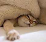 kitty.jpg kitty.jpg