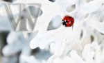 ladybug on white flower.jpg