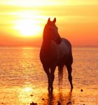 horse sunset.jpg