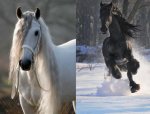 Two horse pics.jpg