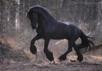 Horse in the woods.jpg