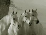 Three white horses.jpg