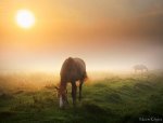 Horse in the sun.jpg