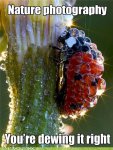 Dewy Ladybug.jpg
