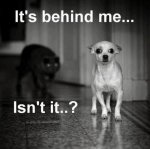 funny-dog-photo-with-caption-dog-stalked-by-cat.jpg