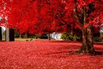 red leaf foliage.jpg