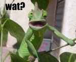 lizard.jpg