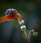 snail-smelling-flower-600x639.jpg