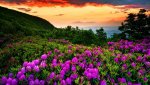 spring_beauty_sky_nature_earth_photography_hd-wallpaper-1447628.jpg