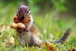 squirrel-nut-cute-animal-nature-grass-1920x1280.jpg