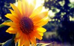 Sun-Flower-Nature-Photography.jpg
