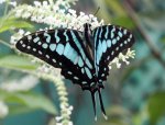 tailed Jay1.jpg