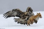 eagle chasing fox.jpg