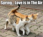 Spring Love.jpg