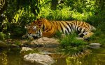 The-Nature-Tiger-Wallpaper.jpg