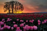 treestulipssunsets,flowers,scenery,fotografieren,beautiful,colorful-3e930770730b272be9342684e30e.jpg