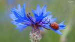 ladybug-corn-flower-hd-wallpaper.jpg