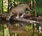 leopard drinking water.jpg