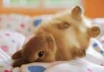 bunny.png