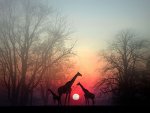 giraffes in silhouette.jpg