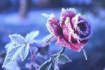frosty rose.jpg