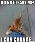 column_016-FUNNY-CAT-MEME.jpg