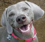 Smiling-Dog.jpg