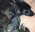 Bacon asleep on haley.png Bacon asleep on haley.png