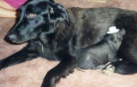 Bacon as a baby.png Bacon as a baby.png