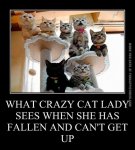 funny-cat-pics-what-crazy-cat-lady-sees.jpg