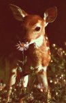 fawn sniffing a flower.jpg