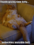 Cool funny cat pictures with captions (27).gif