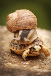 snail on a turtle.jpg