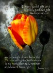 two-tulips-shadow-scripture-cindy-wright.jpg