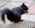 Black-Squirrel.jpg