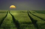 full moon over a field.jpg