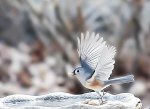Angel Bird 3.jpg