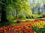 Field Of Tulips.jpg