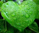 Dew Drops Leaf.jpg