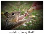 Peanut Squirrel.jpg