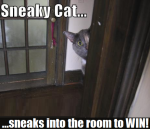 sneaky cat.png