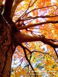 autumn tree.jpg