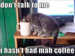 coffeecat.jpg