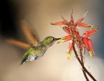 arizona-female-anna-hummingbird-feeding-on-aloe-flowers-steven-love.jpg
