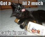 Drunk Cat.jpg