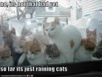raining cats lolcat kitten kitty funny april showers.jpg
