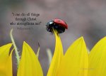 Ladybug on Sunflower tip levels new font.jpg